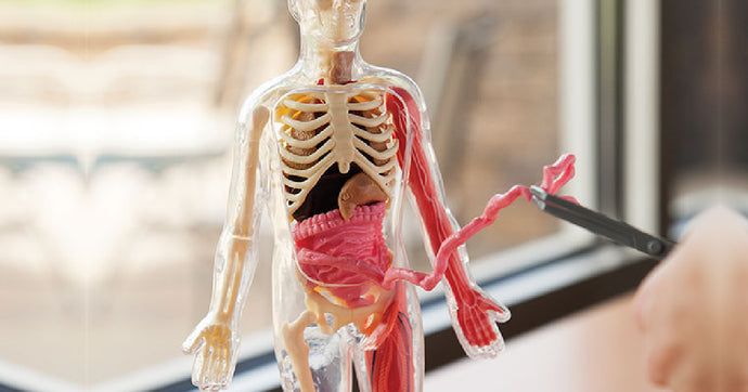 Squishy Human Body Anatomy Kit Just $9.83 on Amazon or Target.com (Regularly $16)